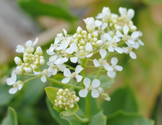 Cardaria draba